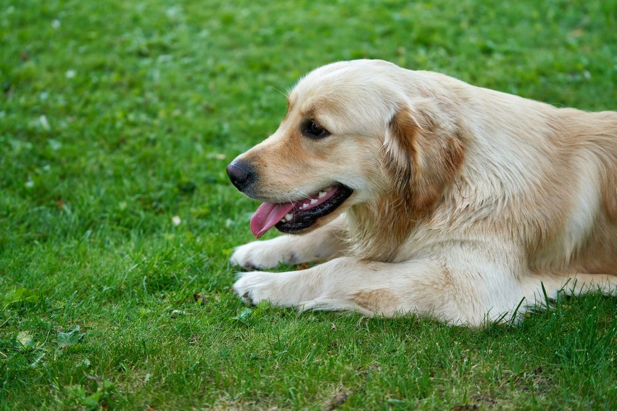 Cão feliz sentado em estúdio claro