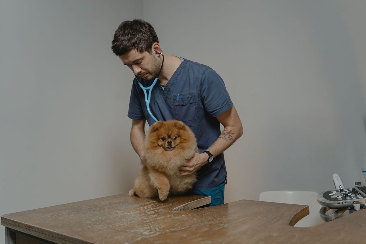 Veterinária examinando um gato sobre a mesa de consulta
