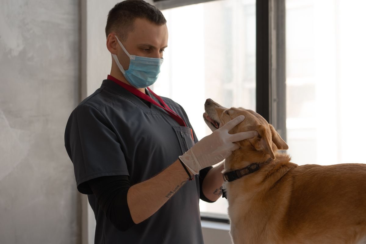 Veterinário segurando um cão no corredor do hospital