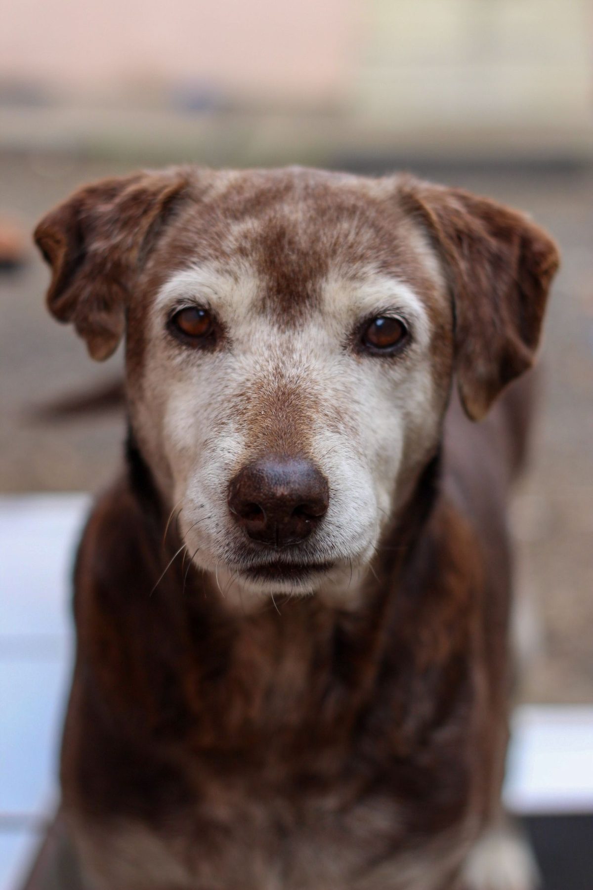 Cão idoso descansando com o focinho grisalho