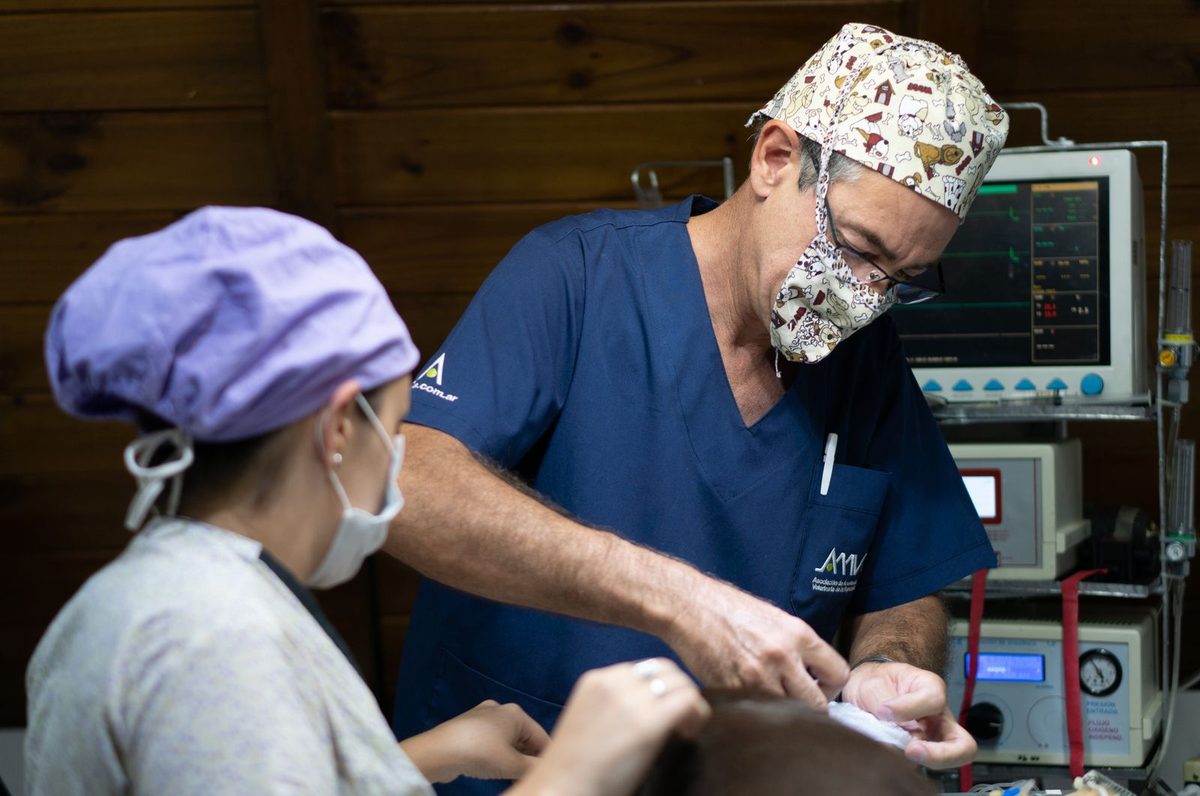 Centro cirúrgico veterinário equipado e esterilizado