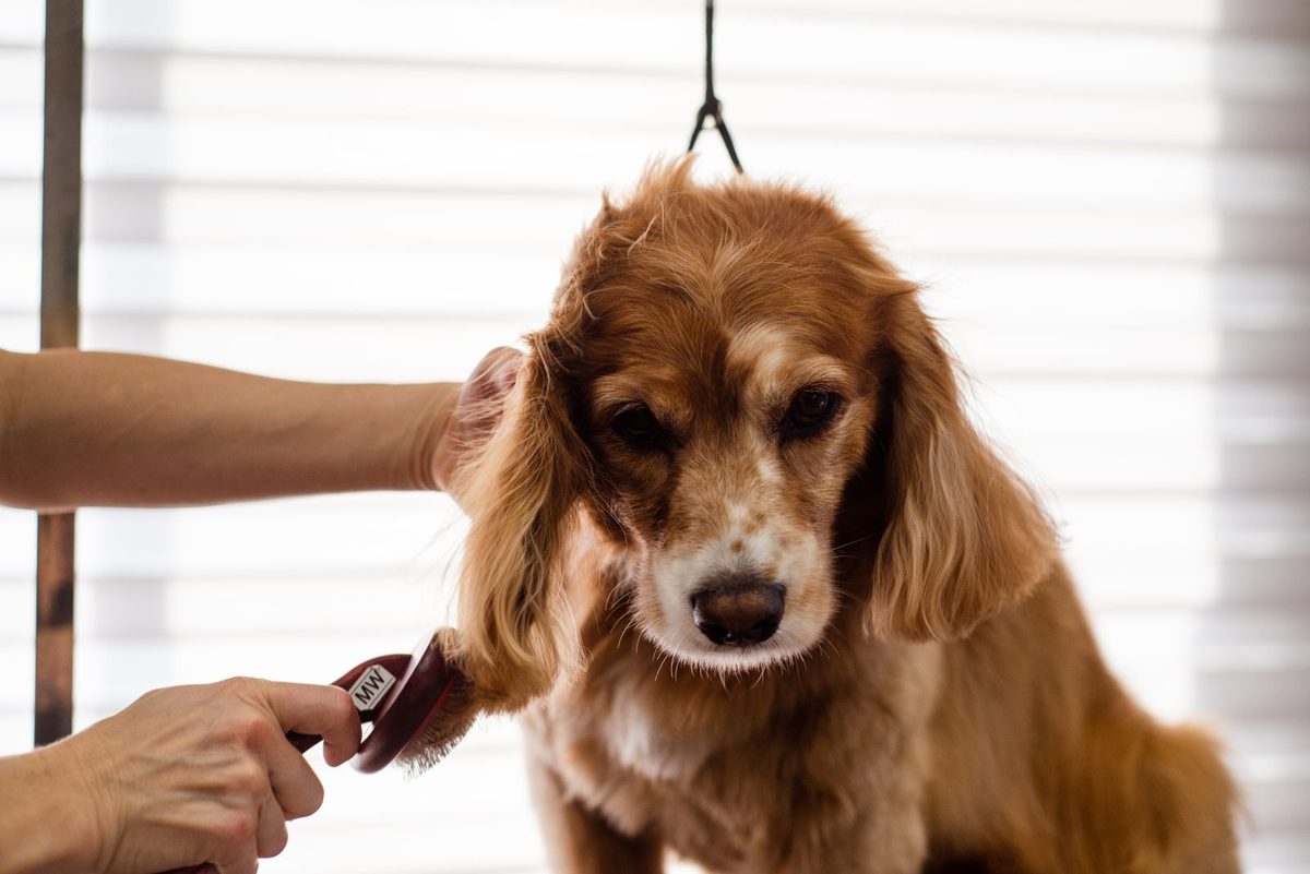 Cachorro pequeno recebendo banho terapêutico